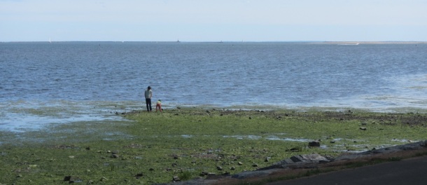 Beachgoers exploring the green tide in New Haven Harbor (Photo: Ken Hamel)