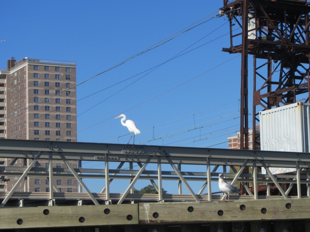 Great White Heron on the Bronx shoreline