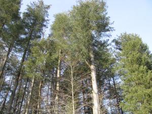 Atlantic White Cedar at The Preserve