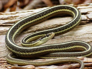 An Eastern Ribbon Snake, one of the threatened species found at The Preserve