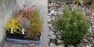 Examples of some of the local plants used to naturally filter stormwater.