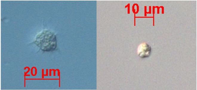  Two types of oyster hemocytes. The larger, granular type on the  left protects the organism by “devouring” harmful particles.The function of aganular hemocytes (right) is the subject of some debate.