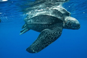 Leatherback turtles are the largest living turtle and are endangered. They have been spotted in the waters around Plum Island.