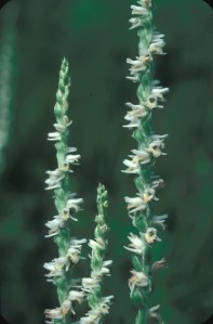 The Spring Ladies Tresses is in the orchid family, is endangered, and is found on Plum Island.[Spiranthes vernalis. By John Lynch. Copyright © 2015 New England Wild Flower Society.]