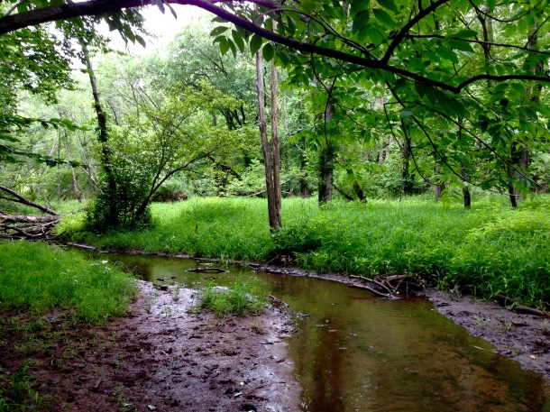 A grassy section of Wilmot Brook.