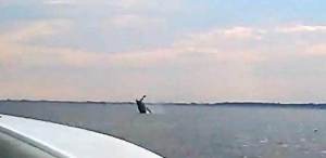 Photo of humpback whale in Long Island Sound, from a video by Mark Tutino. Image from New Haven Register. 
