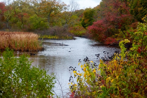 Freshwater wetland. Photo by Robert Lorenz.