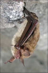 Long-eared bat Credit - NYDEC Al Hicks