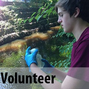 Volunteer to test water quality