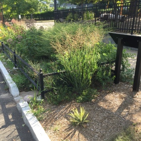 Green Infrastructure in New Haven: Bioswales and the West River