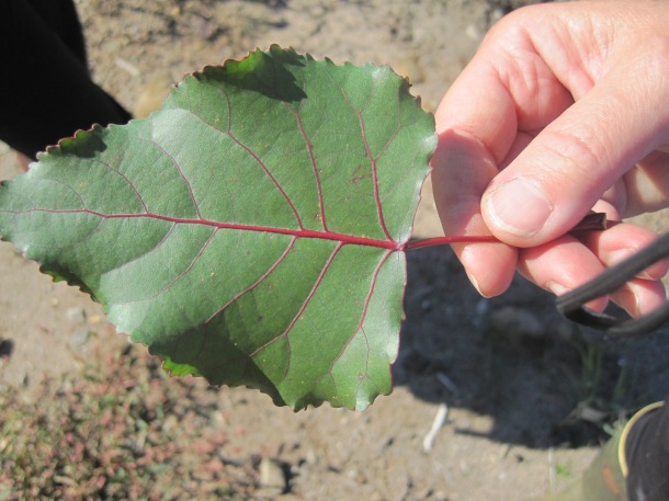 leaf-hand-cottonwood-sapling