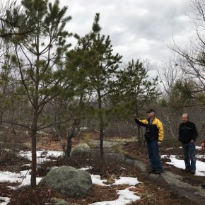 Oswegatchie Hills are home to disappearing Pitch Pines